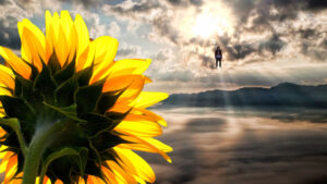 Blumen und Funken